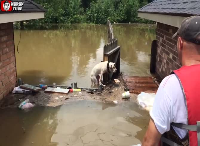 Video :They rescue a dog who is stranded in the water and battling for its life